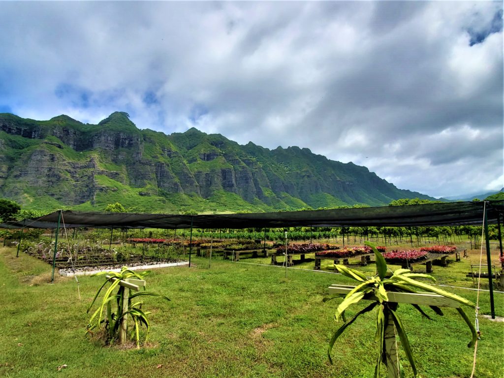 Kualoa Ranch Nature Reserve with mountains in background
