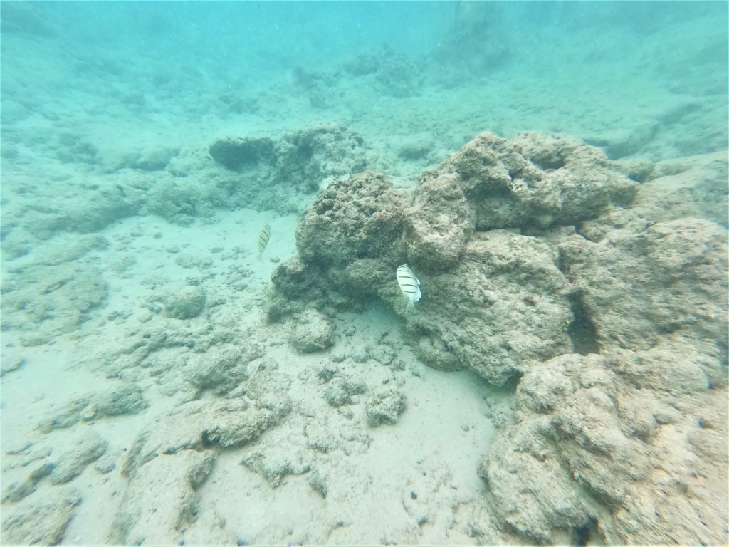 Fish and coral at Hanauma Bay Oahu