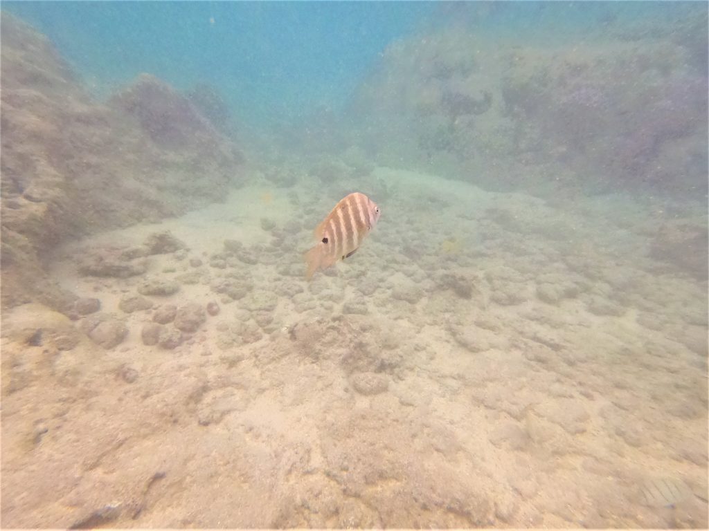 Fish at Hanauma Bay Oahu