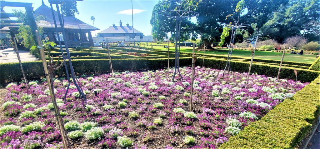 Purple and white flower beds in Royal Botanic Gardens in Sydney