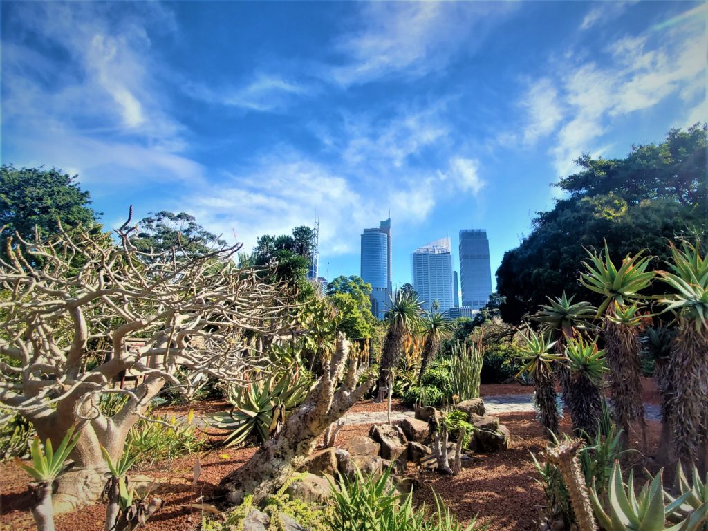 Downtown Sydney from the Succulent Garden in Royal Botanic Gardens Sydney