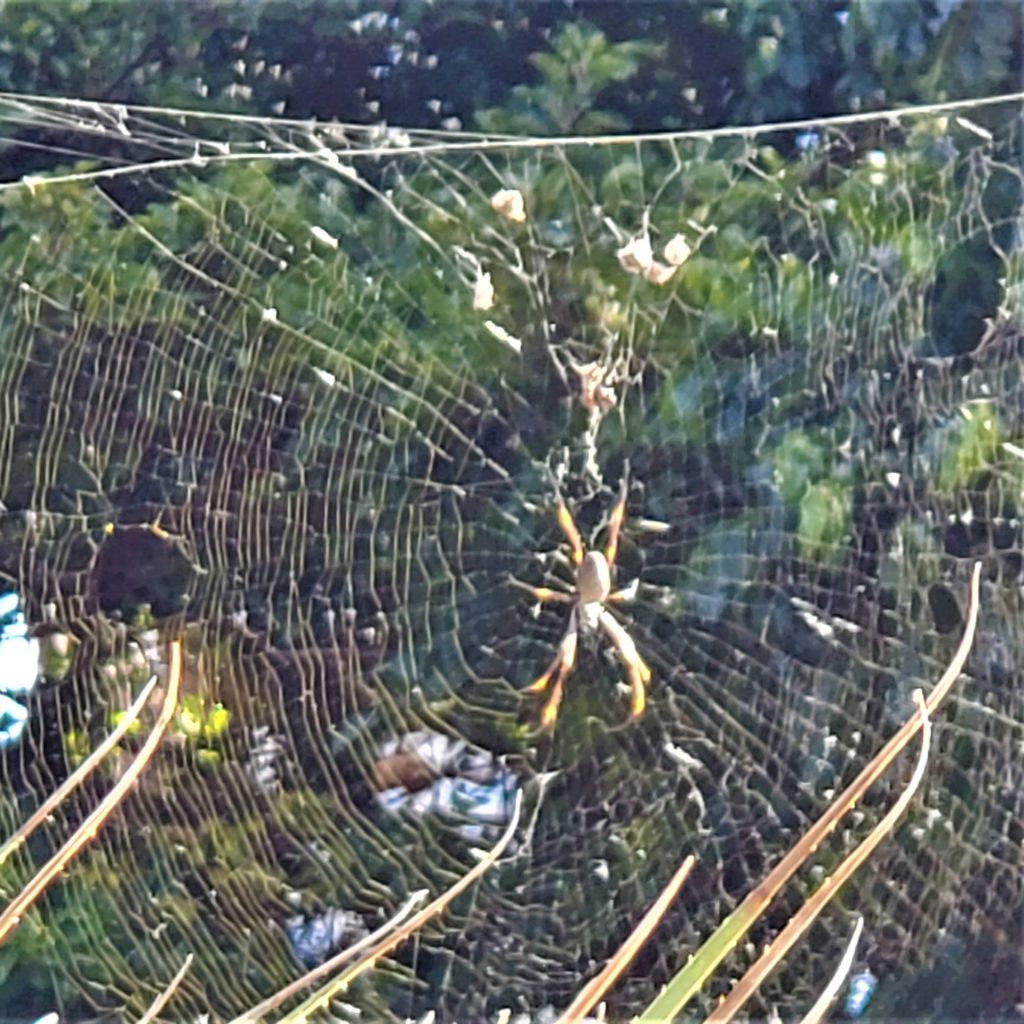 Golden Orb spider in web at succulent garden in Royal Botanic Gardens Sydney