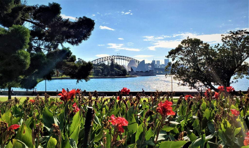 View of Sydney Harbor Bridge and Opera House through tress and red flowers taken in Royal Botanic Garden