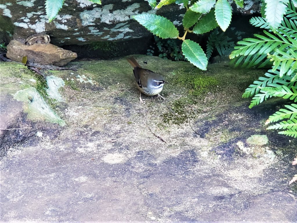 Small bird under rock at base of Wentworth Falls