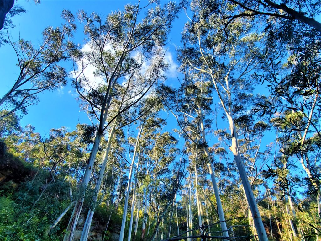Eucalyptus or Gum Trees at Blue Mountains