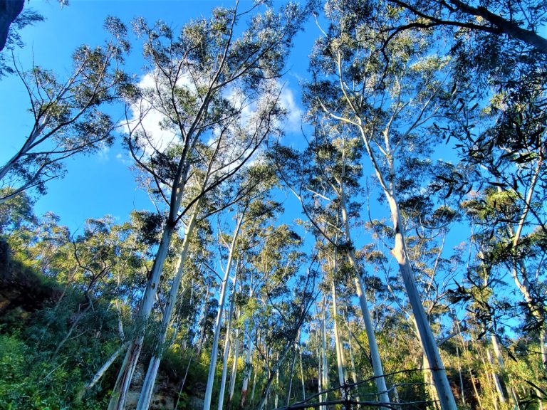 Day Trip to the Blue Mountains - The Wanderful Moments