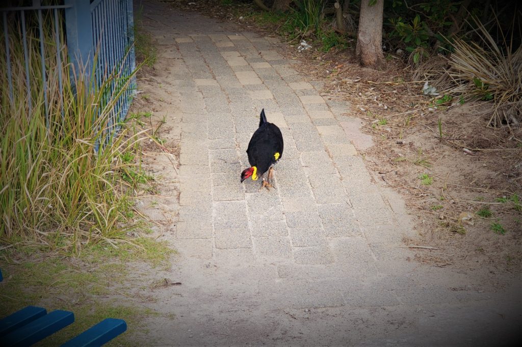 Bush Turkey along path in Manly