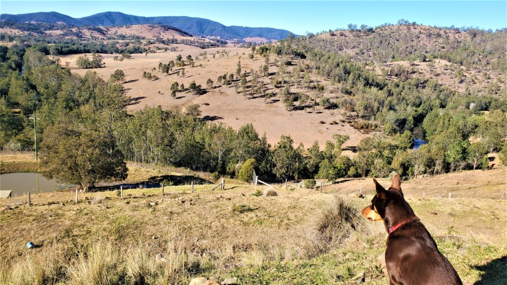Dog overlooking Australian countryside at Twistop Retreat