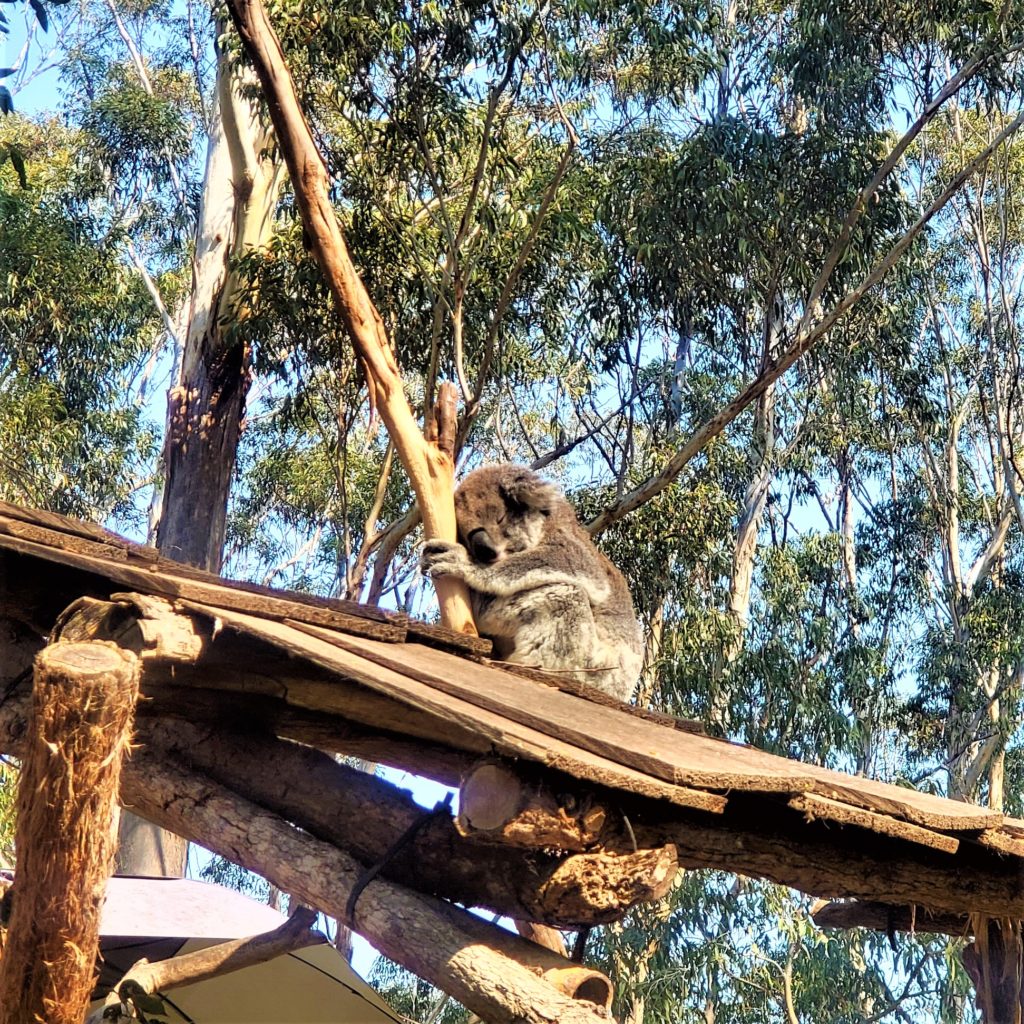 A Blind koala chilling in a tree